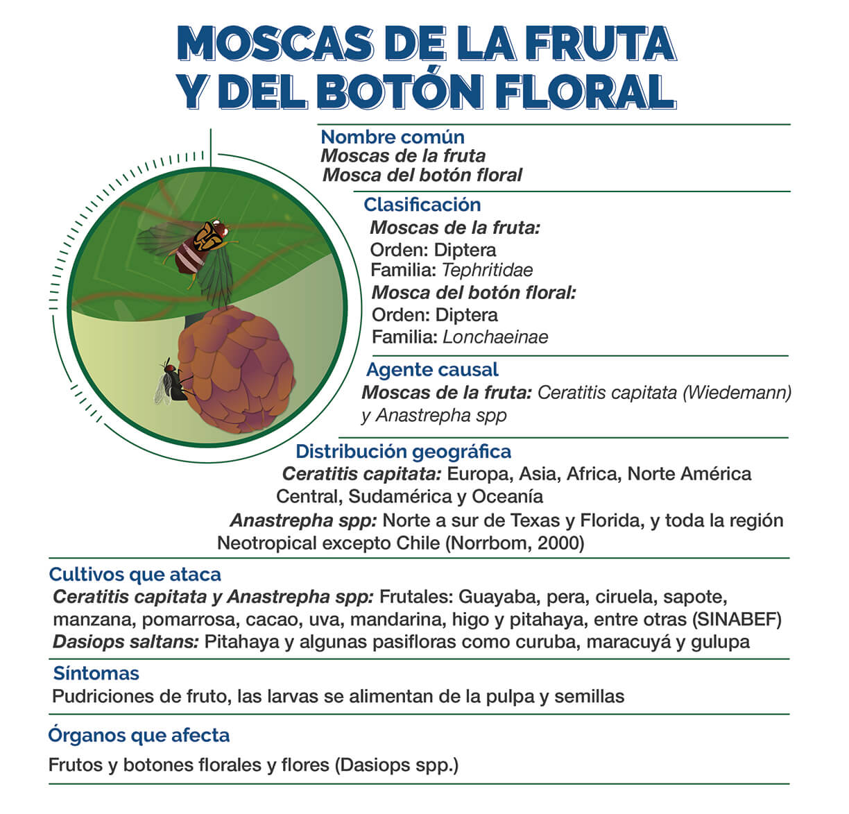 Infografía Mosca de la Fruta