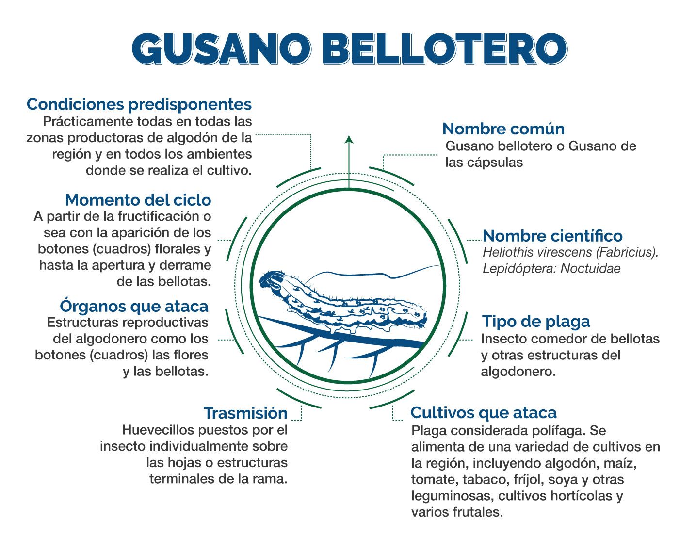 Infografía Gusano Bellotero