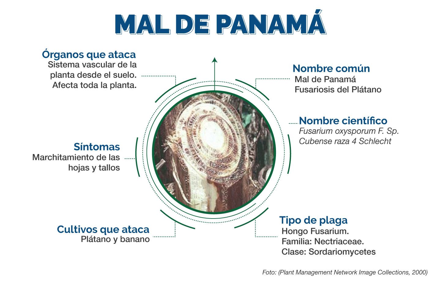 Infografía Mal de Panamá
