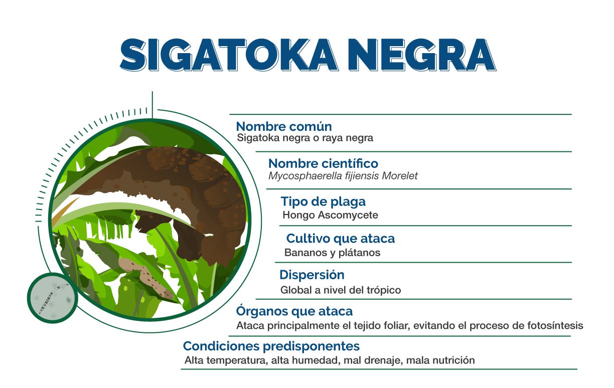 Infografía Sigatoka Negra