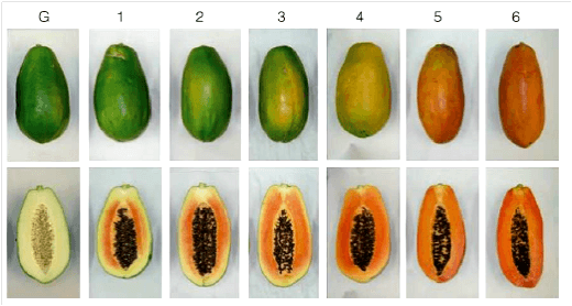 Grado de maduración papaya 2