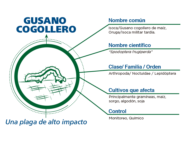 Infografía Gusano Cogollero