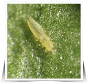 Larva Trips en Soja