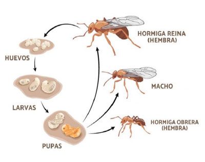 Ciclo de vida hormiga loca
