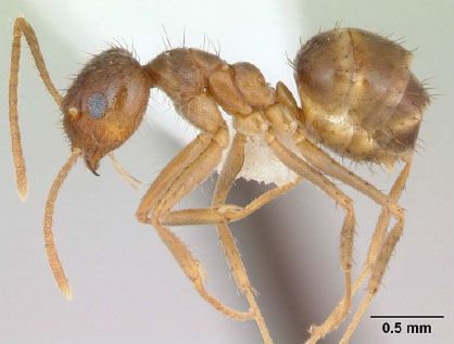 foto hormiga obrera cuerpo