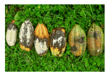 foto-cacao2
