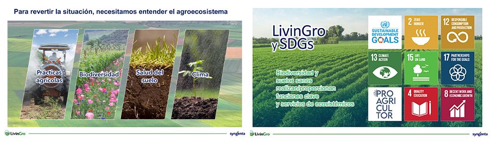 foto 6 syngenta