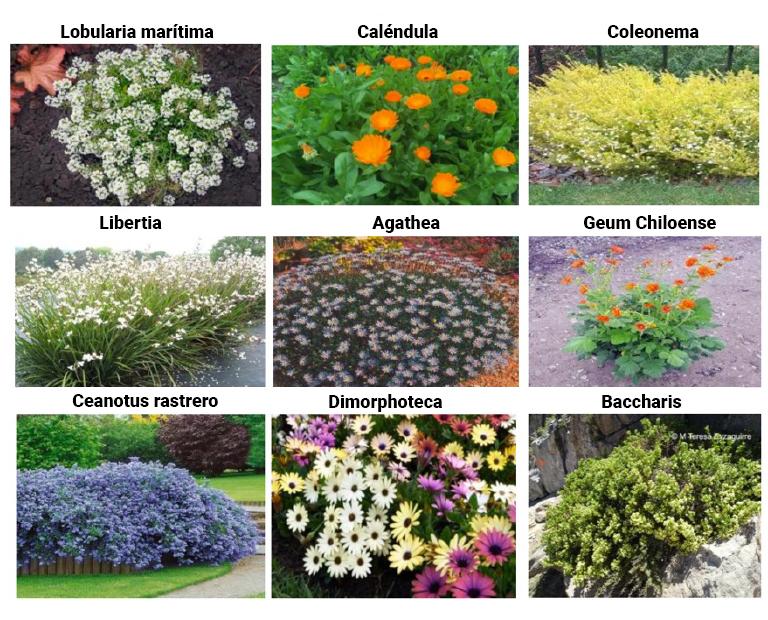 fotos bordes florales final