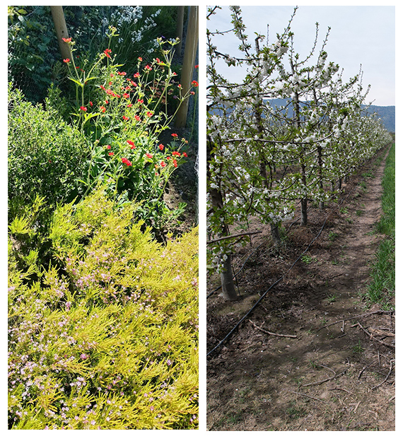 fotos verticales bordes florales