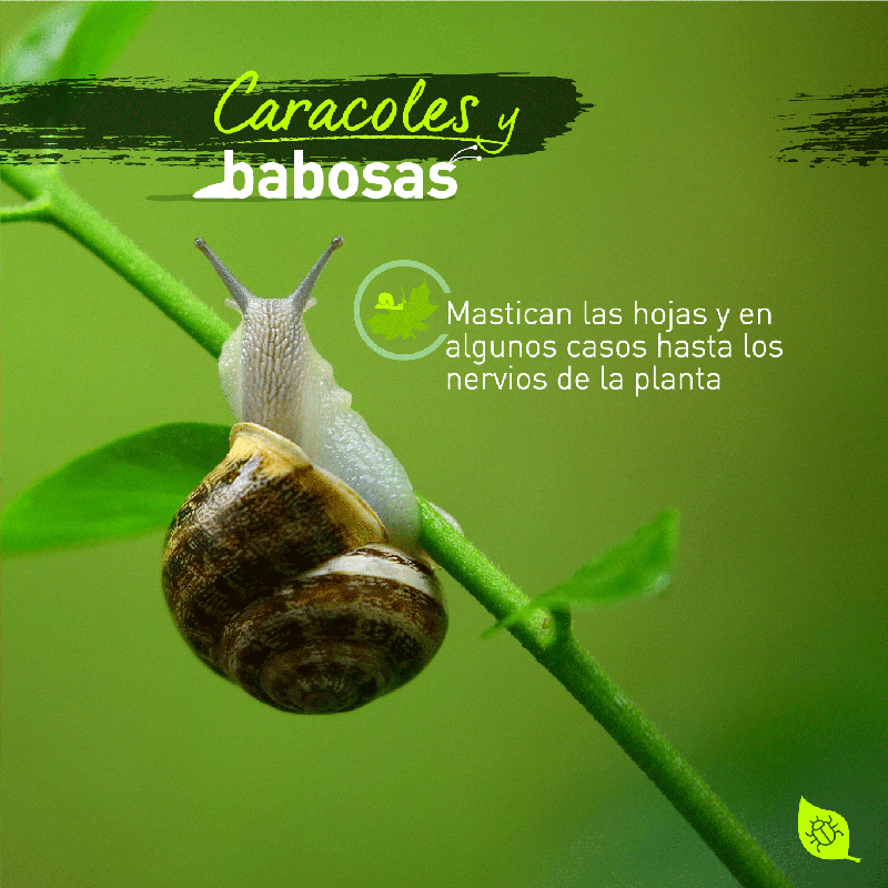 4 Caracoles Babosas