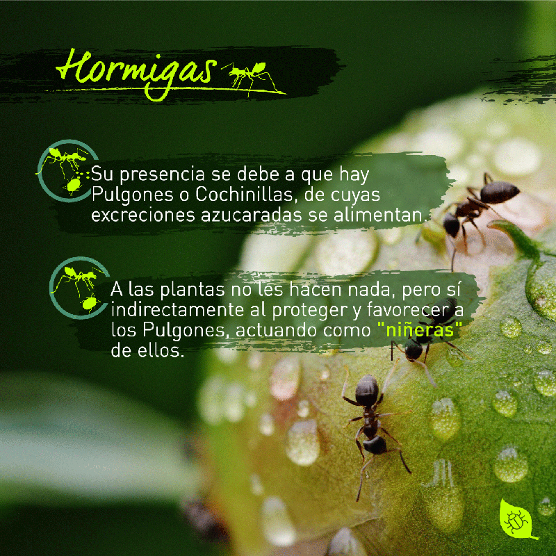 5 Hormigas