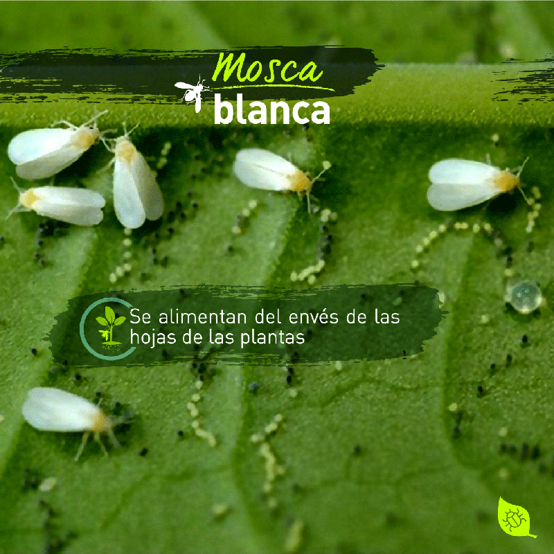 6 mosca blanca