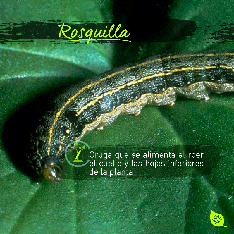 7 Rosquilla