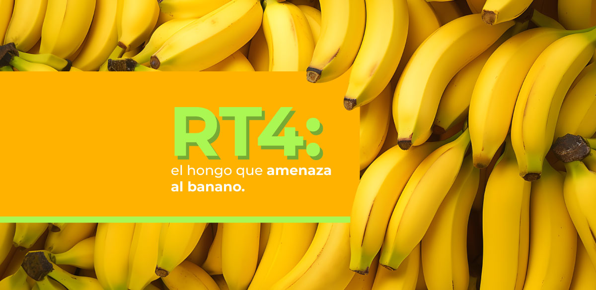 ABC Portada banano rt4
