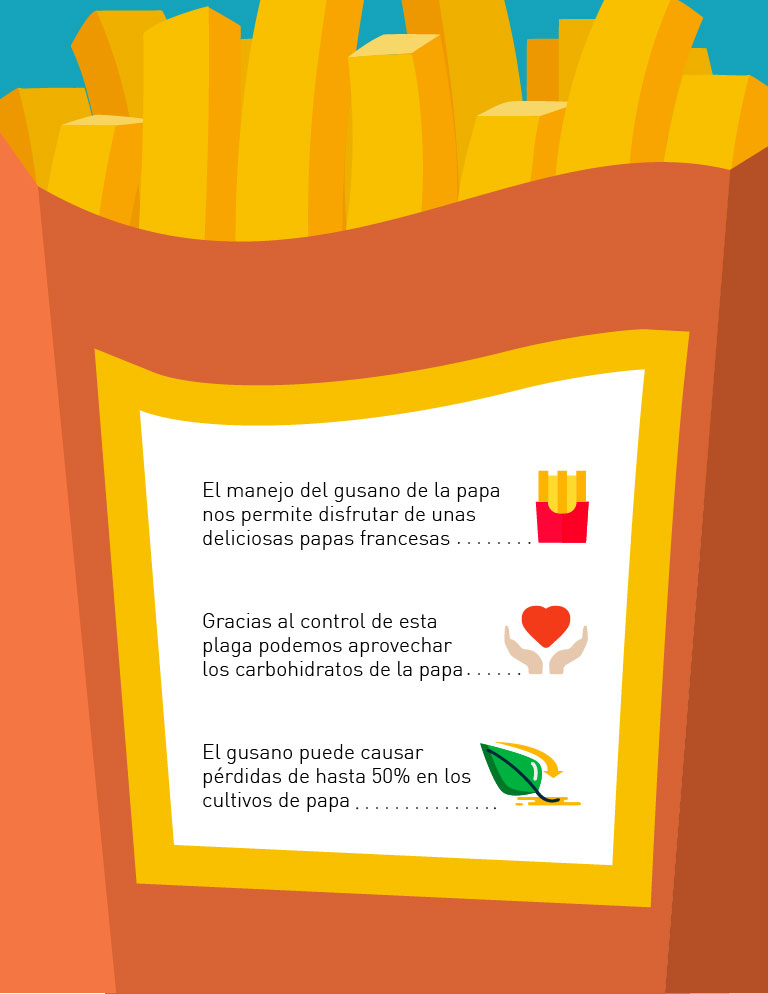 GUSANO BLANCO papa