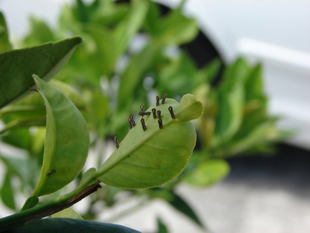 Insecto vector del HLB 2