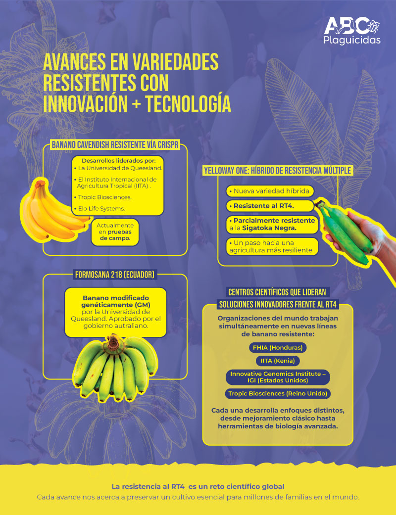 infografia banano innovacion tres
