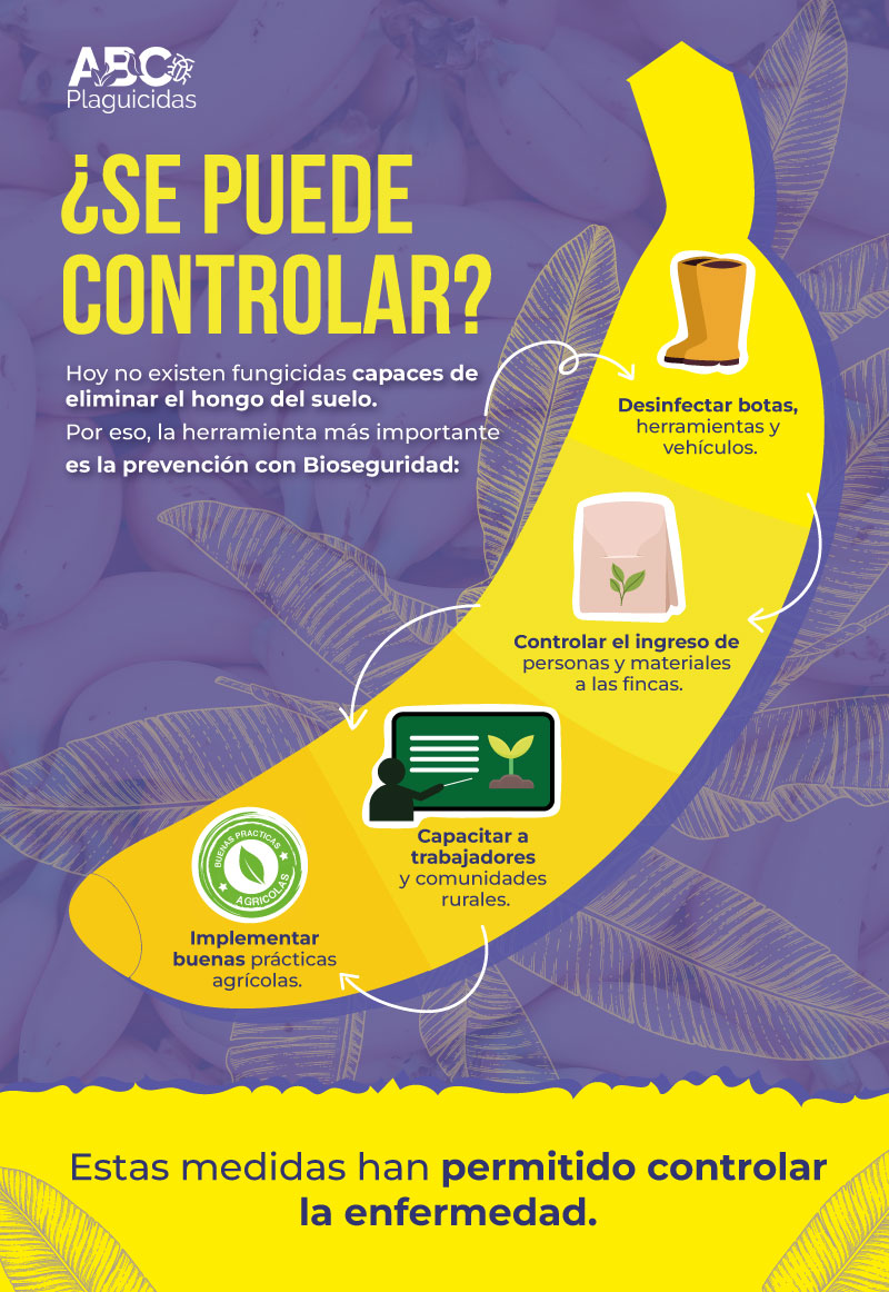 infografia banano rt4