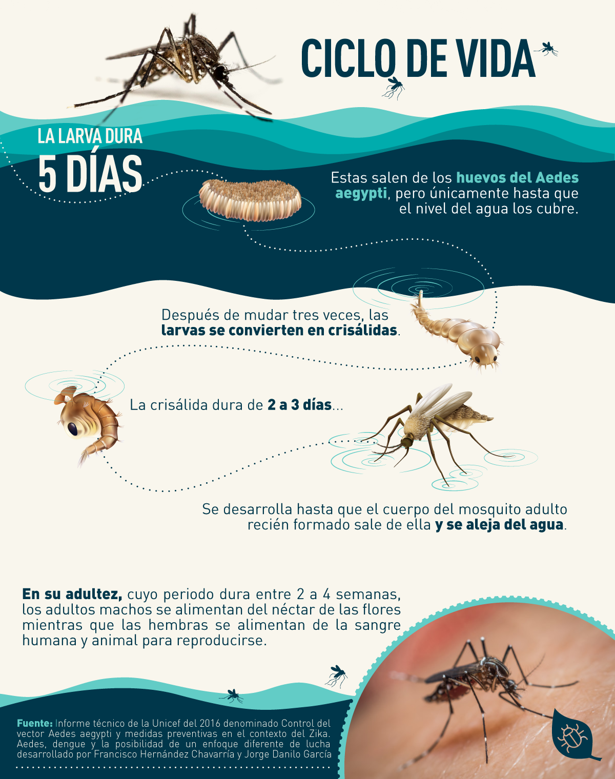 infografia dengue zika