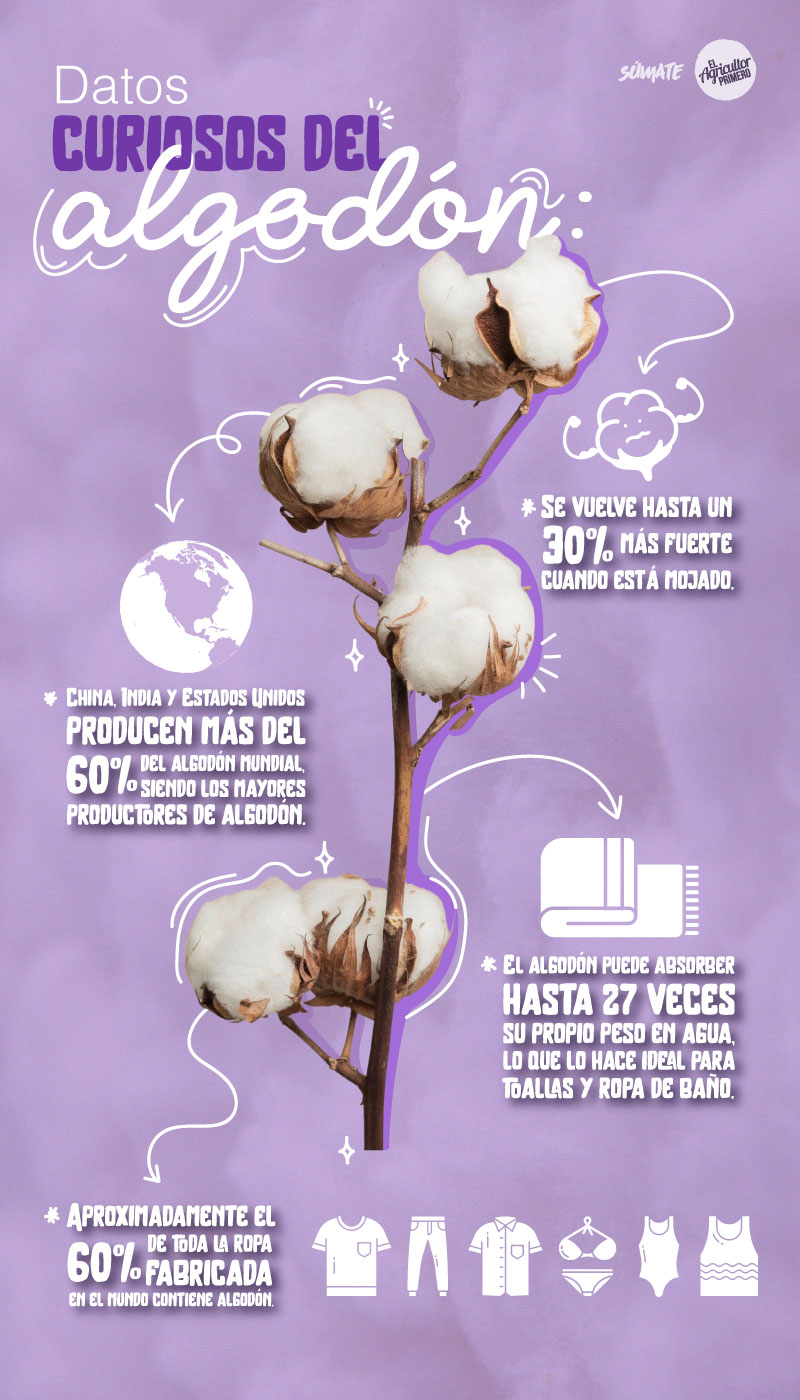 EAP infografia algodon