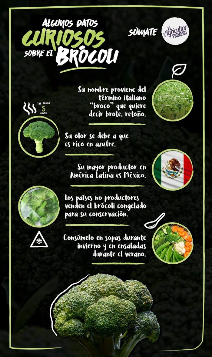 Info Brocoli