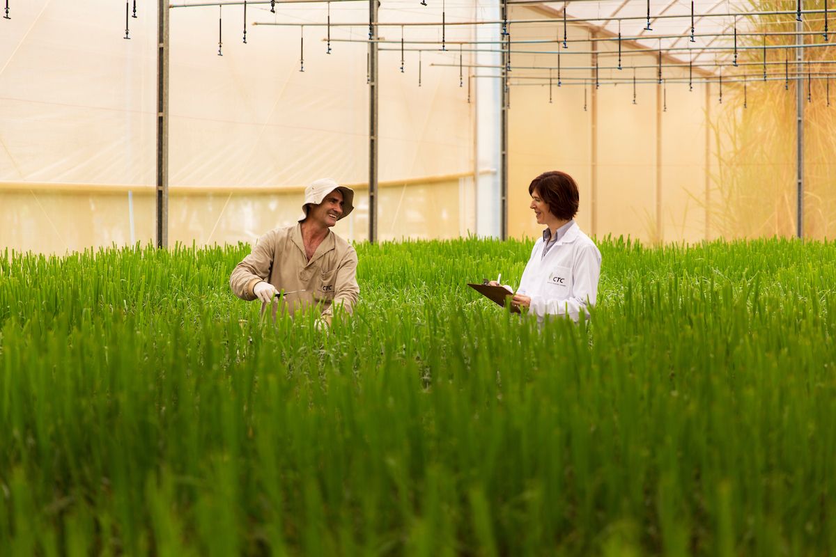 Agro: Caña de azúcar Brasil