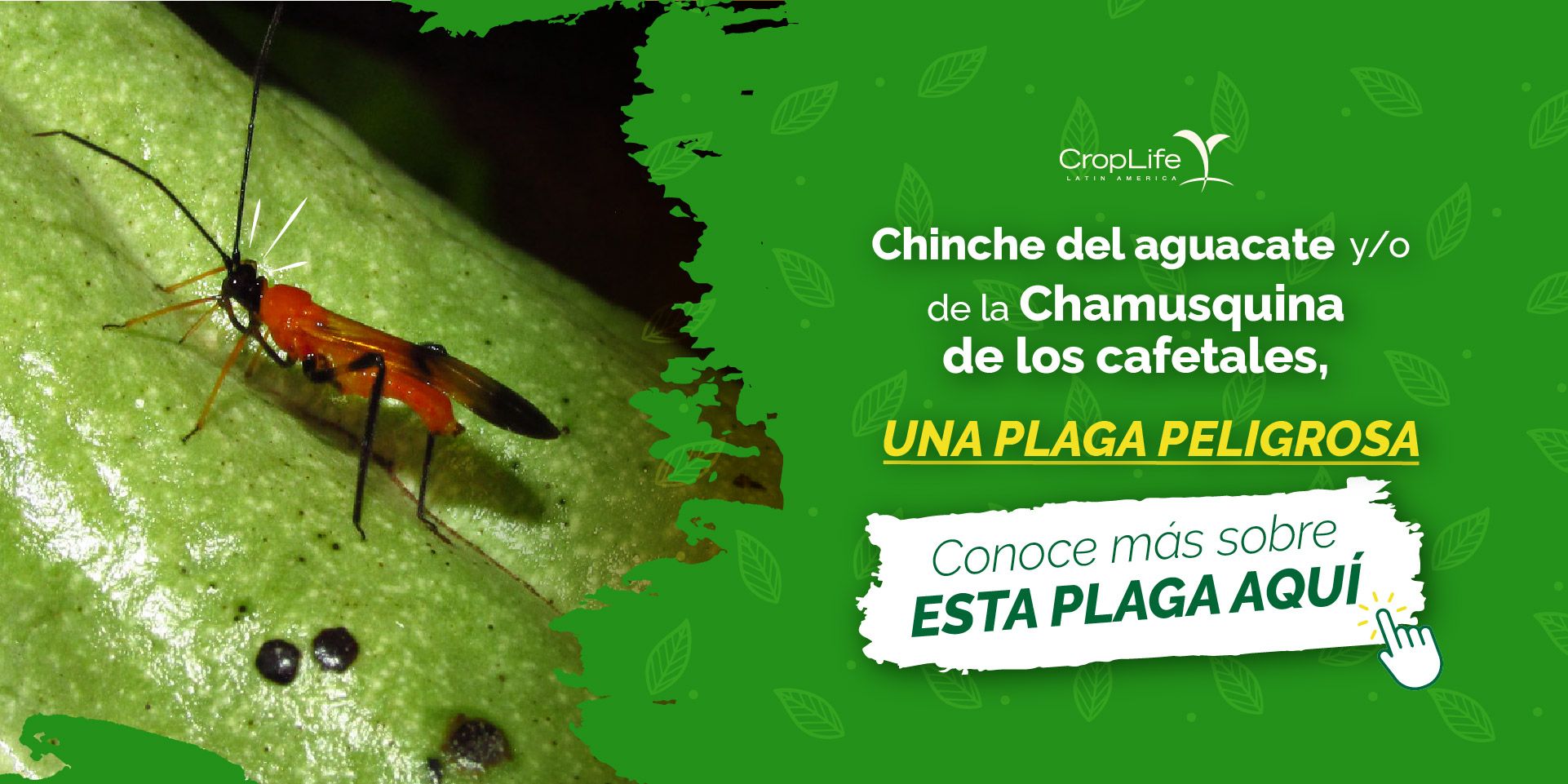 podcast-elagricultorprimero
