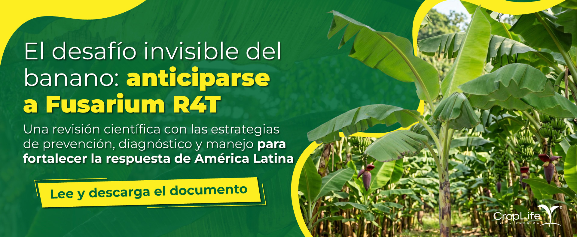 Fusarium R4T Fusarium R4T