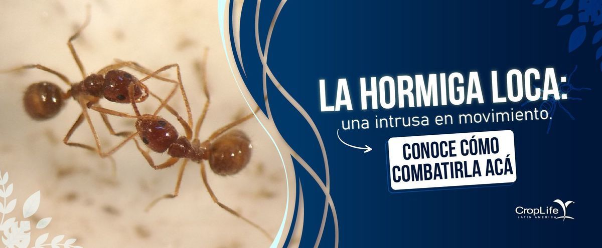 La Hormiga Loca