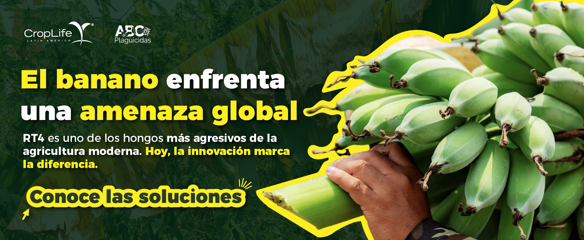 RT4 Amenza para el banano