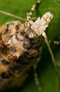 Grapevine Moth