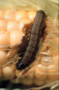 Cotton bollworm