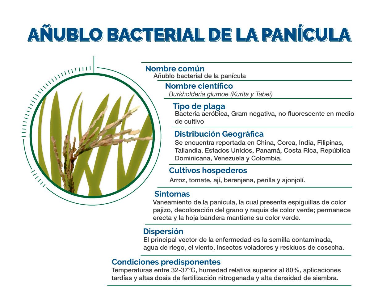 Información Técnica Añublo Bacterial del Arroz