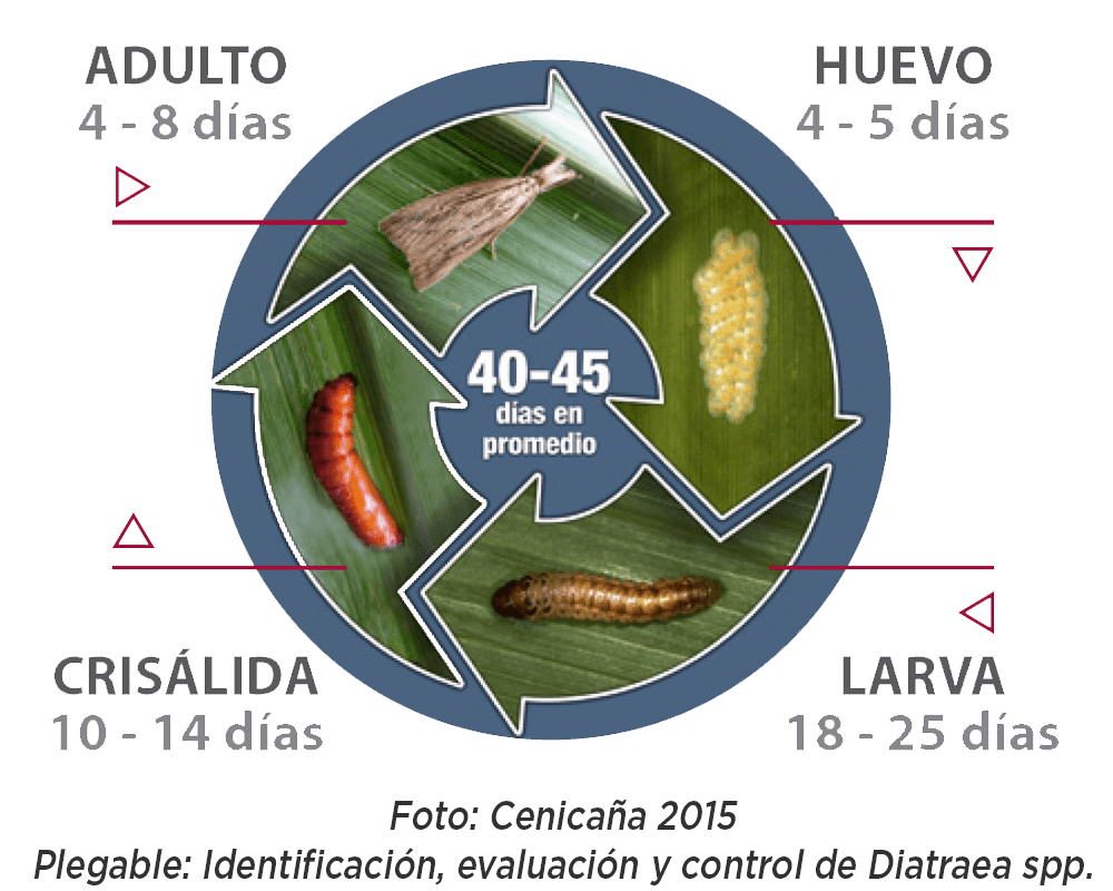 Barrenador Tallo Diatraea saccharalis Ciclo biológico