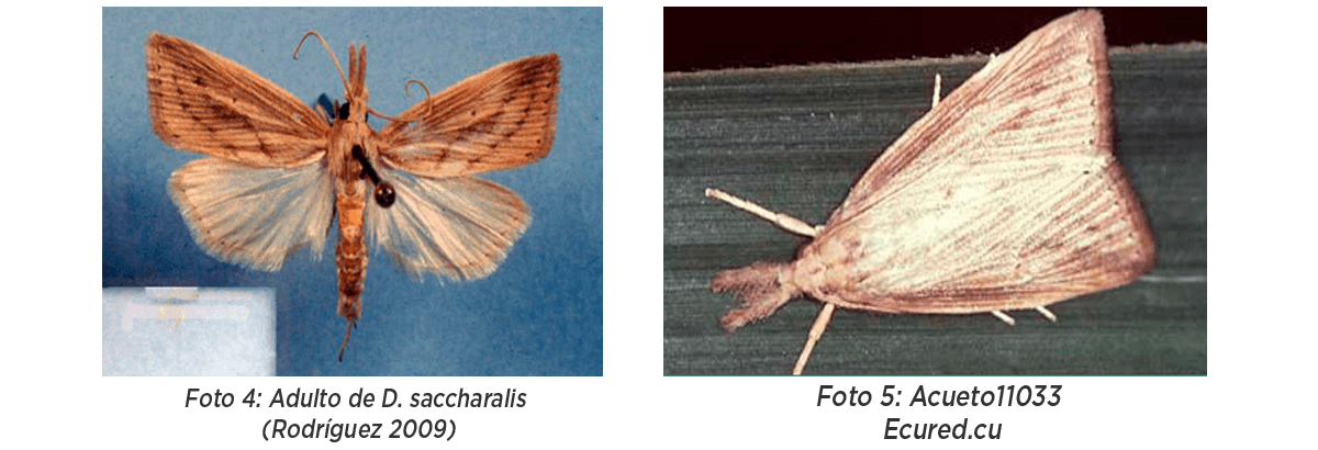 Barrenador Tallo Diatraea saccharalis Ciclo biológico Adulto