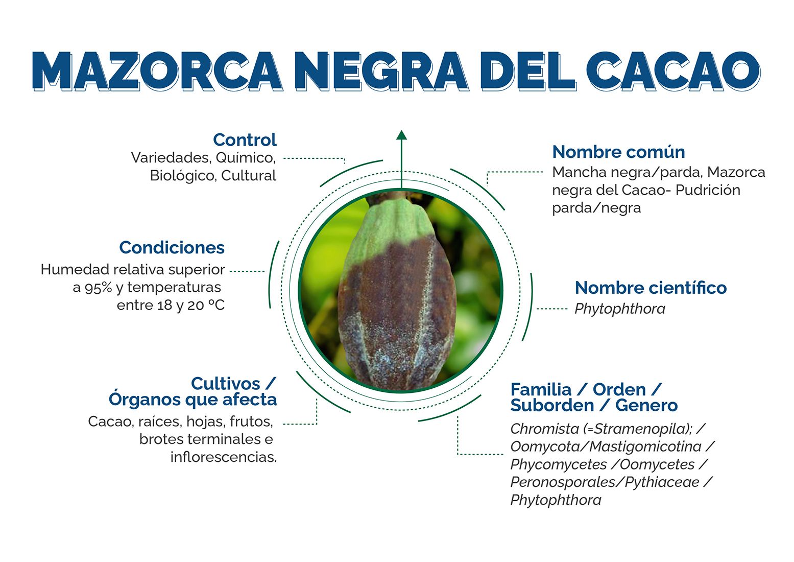 Infografía Barrenador Tallo