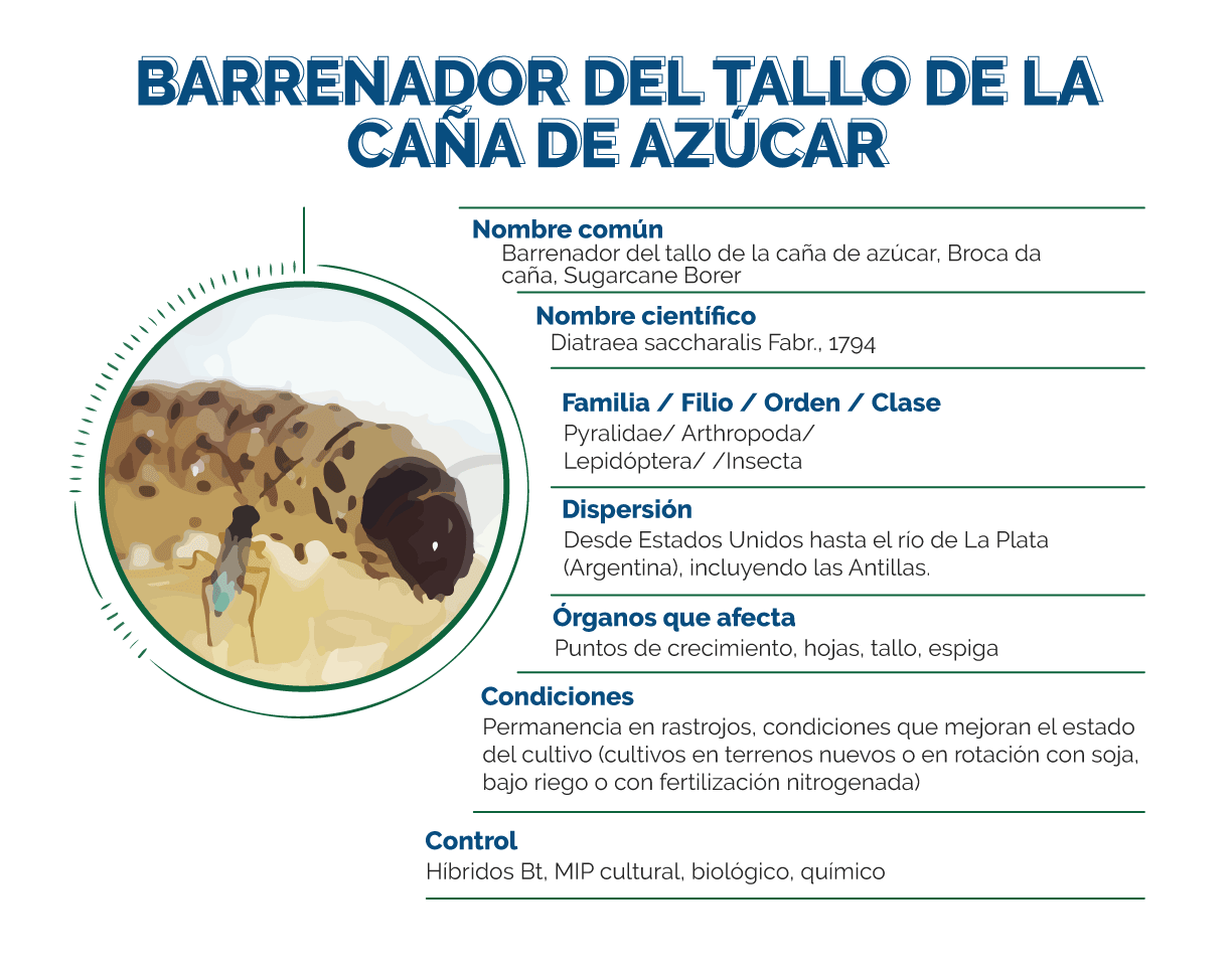 Infografía Barrenador Tallo