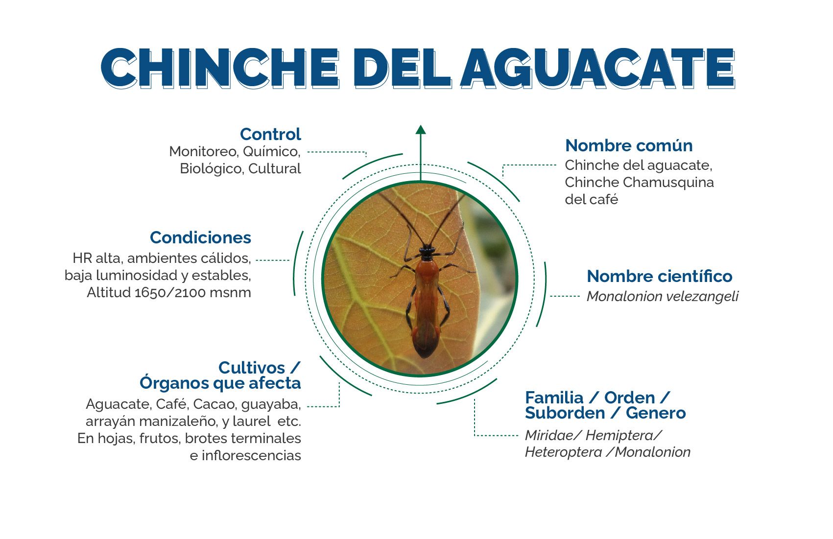 Infografía Chinche del aguacate