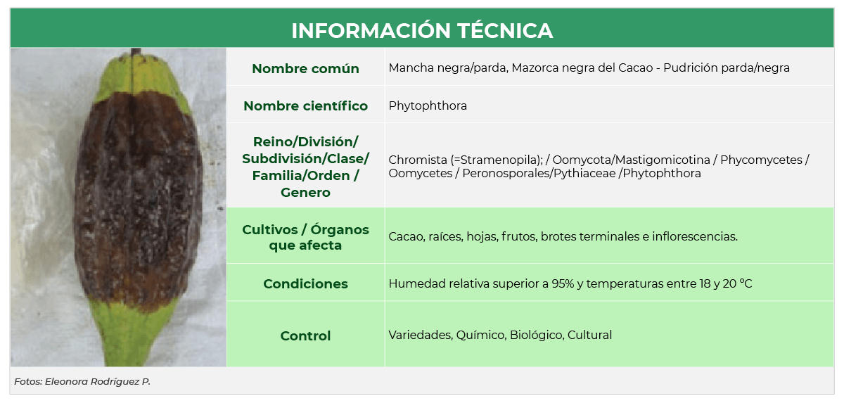 info tecnica cacao