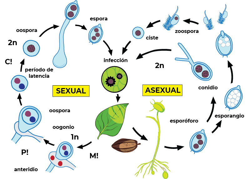 ciclo de vida mazorca negra ciclo de vida mazorca negra