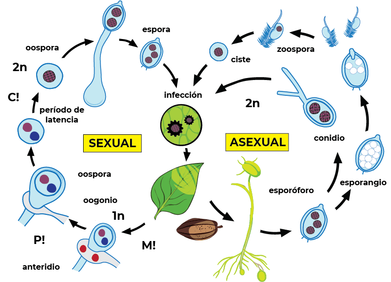 ciclo de vida mazorca negra