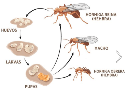 Ciclo Biologico Hormiga Arriera
