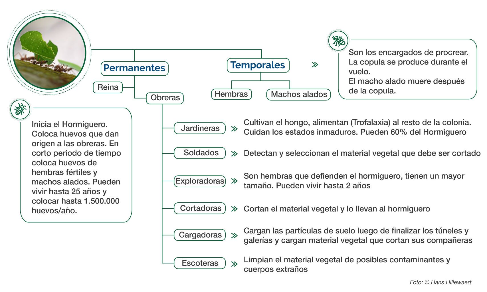 Organización Social Hormiga Arriera