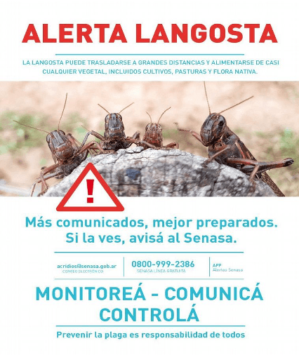 Alerta Plaga Langosta Voladora