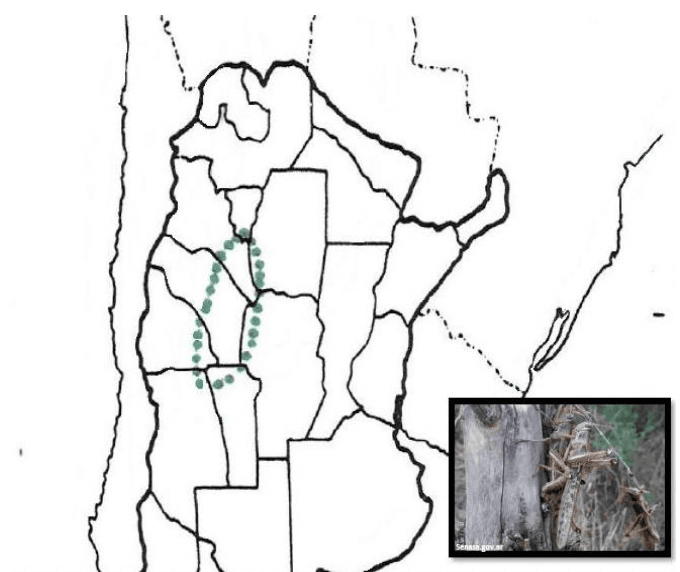 Mapa Argentina Langosta Voladora