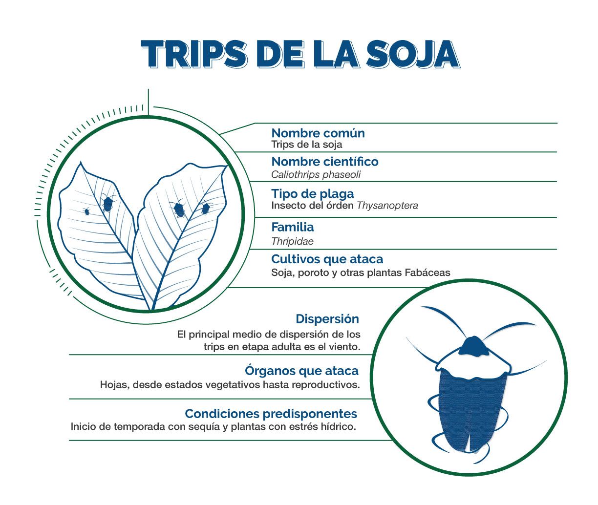 Informacion Tecnica Trips de la Soja