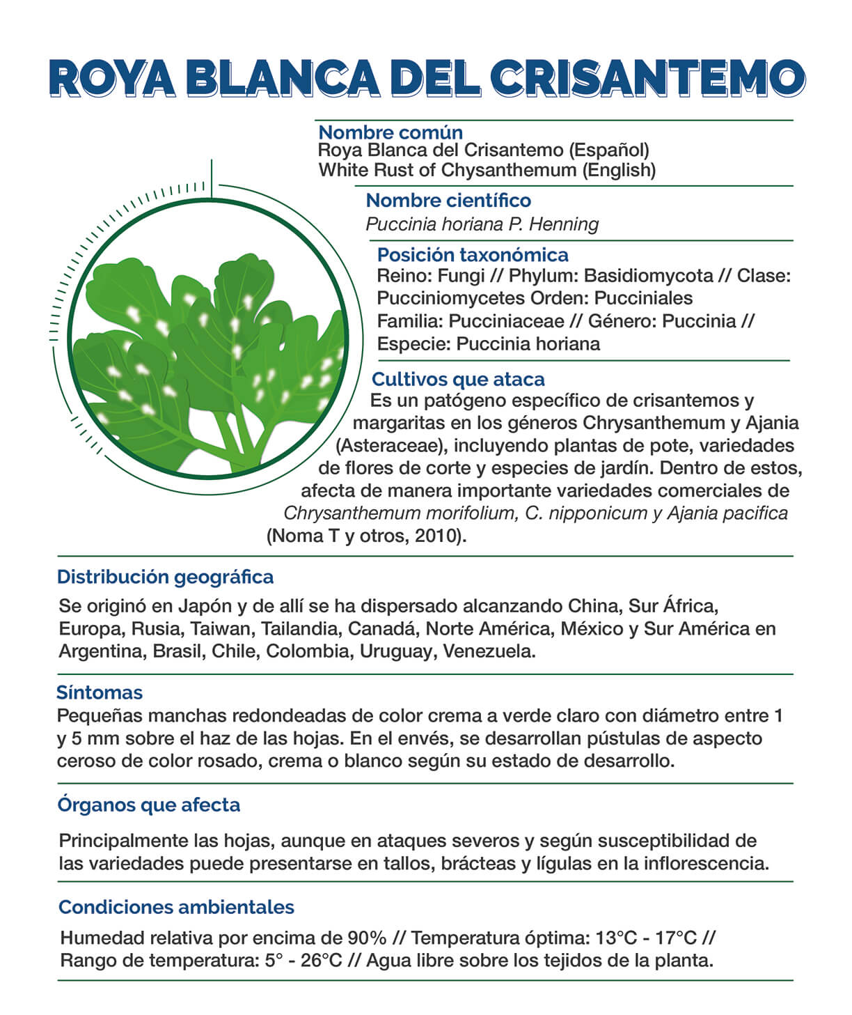 Roya blanca del Crisantemo - CropLife Latin America