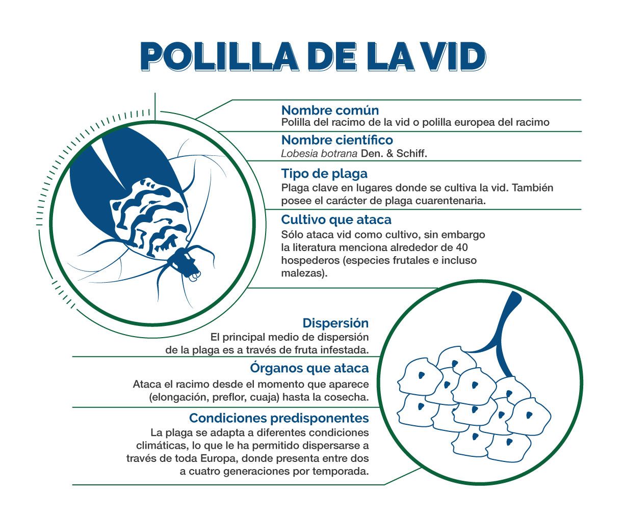 infografía Polilla de la Vid