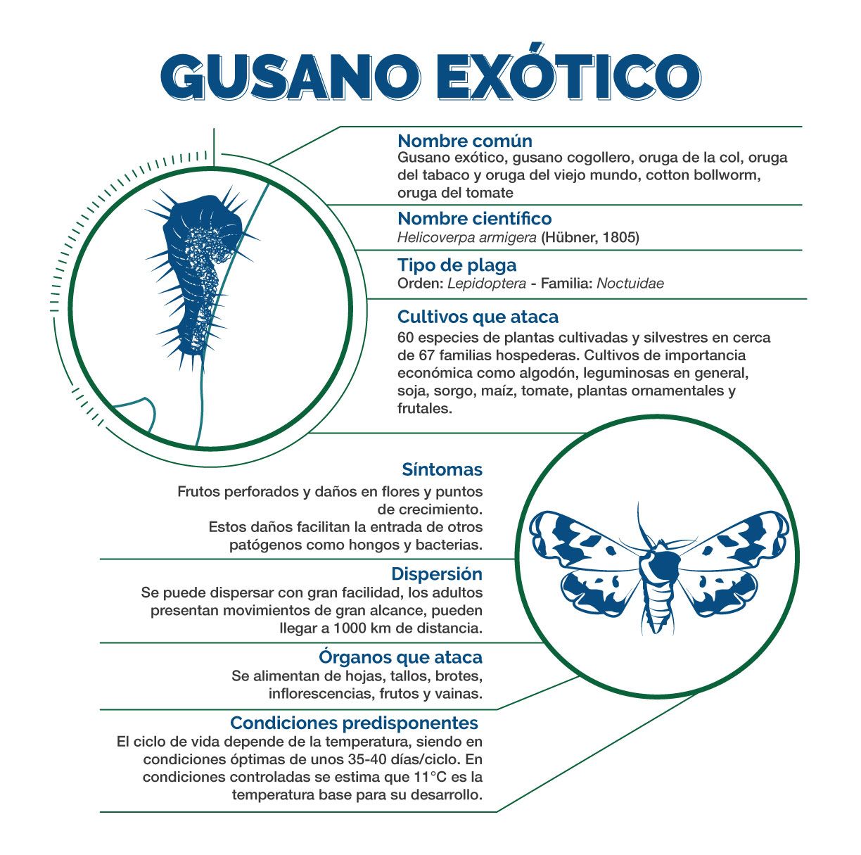 Información Técnica de Gusano Exótico