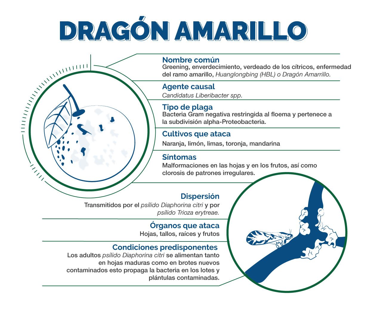 Información Técnica de Dragón Amarillo o HLB